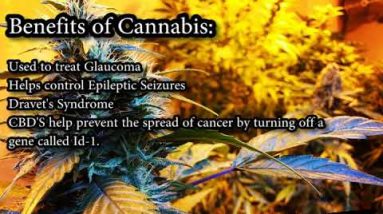 Benefits of Cannabis (Marijuana).