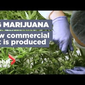 Growing marijuana 101: How your pot is being produced ahead of legalization