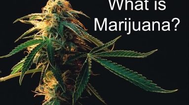 What is Marijuana?