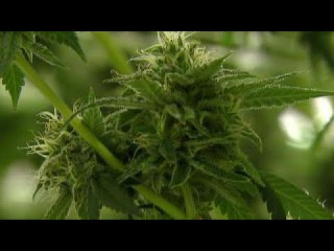 Braddock, Pennsylvania seeks medical marijuana jobs