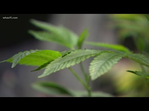 Kentucky Medical Marijuana Committee Meets