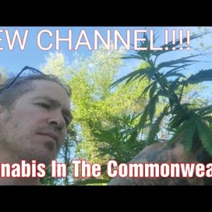 Cannabis legalization news in VA as well as gardening.