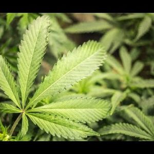 Cannabis News – Territorial Legalization | Ep. 216 | 9-3-2018