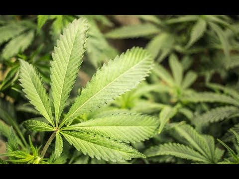 Cannabis News – Territorial Legalization | Ep. 216 | 9-3-2018