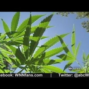 Clinical Marijuana Arrives on Capitol Hill