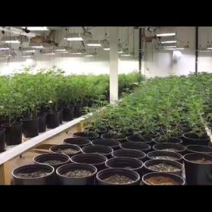 Police bust multimillion-buck marijuana “fortress”
