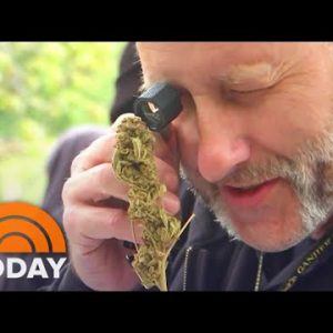 Bigger Training: What It Takes To Be A Hashish Sommelier