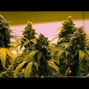 California marijuana companies warn of impending alternate give plot | ABC7