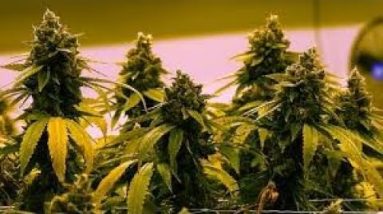 California marijuana companies warn of impending alternate give plot | ABC7