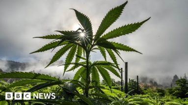 Why are US cannabis growers losing profits? – BBC Recordsdata