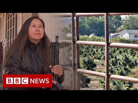 Cannabis issue and bust on Native American land – BBC Info