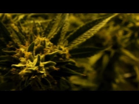 LEGALISING CANNABIS IN SEATTLE – 1 YEAR ON – BBC NEWS