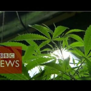 Might perhaps perhaps cannabis oil cure most cancers? BBC Files