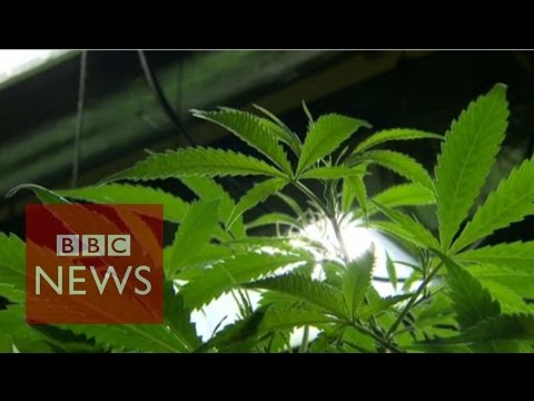 Might perhaps perhaps cannabis oil cure most cancers? BBC Files