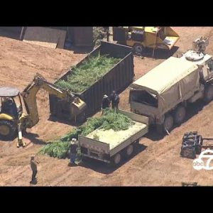 14.9 a total lot marijuana , 37 firearms seized in Perris by Riverside County deputies I ABC7