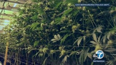 Police bust huge marijuana grow in San Bernardino | ABC7