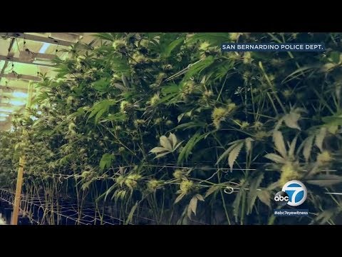 Police bust huge marijuana grow in San Bernardino | ABC7