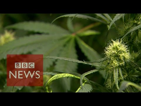 Uruguay’s radical cannabis plans – BBC Files