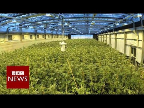Marijuana for young individuals: The usage of cannabis to treat epilepsy – BBC Files