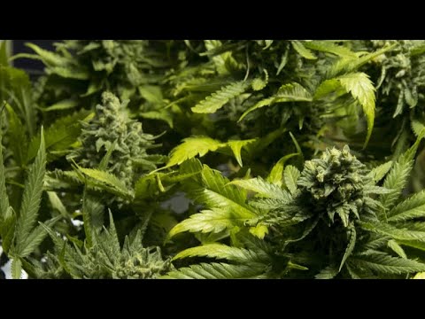 Uruguay struggles to retain up with search data from after legalizing marijuana