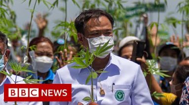 How Thailand went from battle on tablets to cannabis curries – BBC News