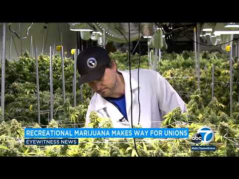 Unions attempting to succor marijuana workers in California I ABC7