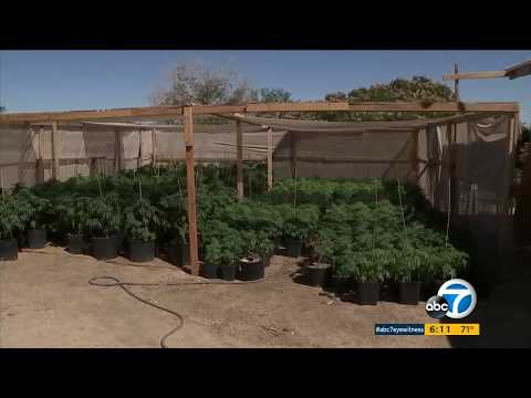Pot bust seizes 3,000 marijuana vegetation after neighbors complain of pungent smell | ABC7
