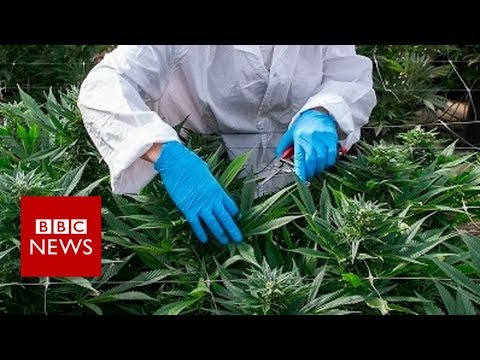 What’s in cannabis-derived medicines? – BBC News