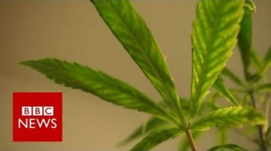 Can cannabis oil take care of a baby from epilepsy? BBC News