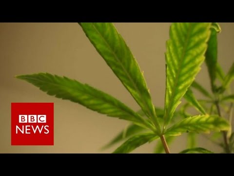 Can cannabis oil take care of a baby from epilepsy? BBC News