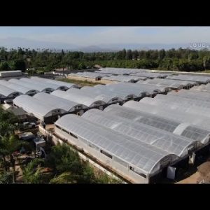 VIDEO: One of very top pot farms busted in Riverside value $20M I ABC7