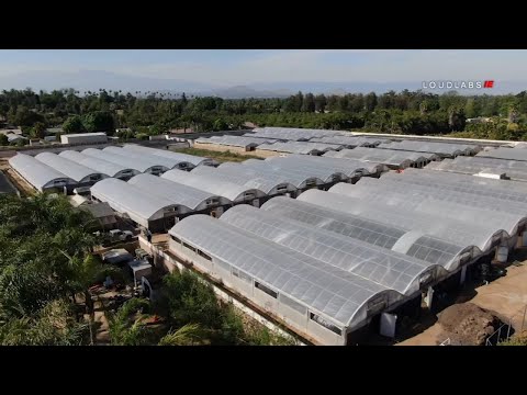 VIDEO: One of very top pot farms busted in Riverside value $20M I ABC7