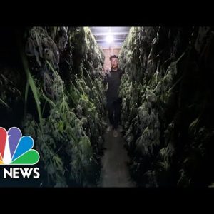 Captives of Hashish: Human Trafficking In The Marijuana Replace