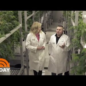 How CBD Is Extracted From Hashish | TODAY