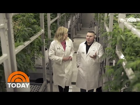 How CBD Is Extracted From Hashish | TODAY