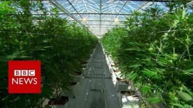 Rob a survey contained on the planet’s biggest upright cannabis farm – BBC News