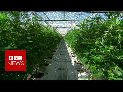Rob a survey contained on the planet’s biggest upright cannabis farm – BBC News