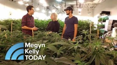 How Legalized Marijuana Is Altering One California Town | Megyn Kelly TODAY