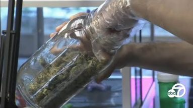 CA colleges may well simply enable of us to administer medical marijuana to their kids on K-12 campuses | ABC7