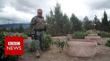 Weed wars: California county fights unlawful marijuana – BBC News