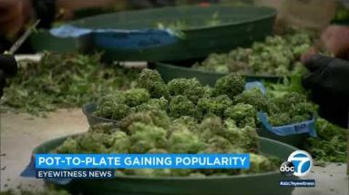 Cannabis delicacies recipes coming to Calif. restaurants | ABC7