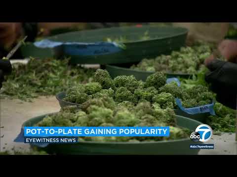 Cannabis delicacies recipes coming to Calif. restaurants | ABC7