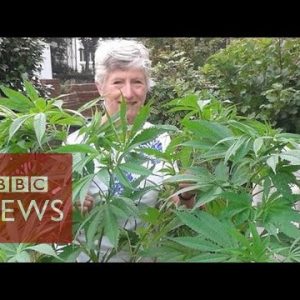 Pensioner calls BBC about unknowingly rising a 1.5m cannabis plant  – BBC Files