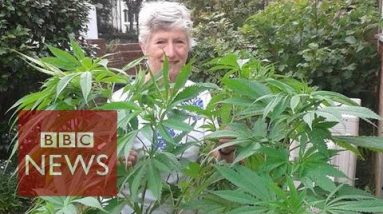 Pensioner calls BBC about unknowingly rising a 1.5m cannabis plant  – BBC Files