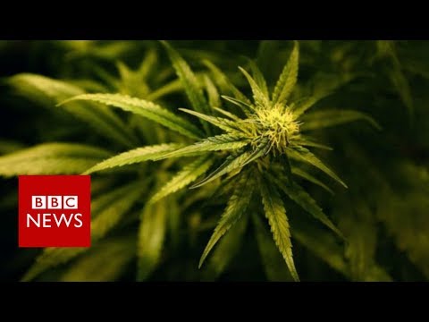 Might per chance maybe well amassed Canada’s pot convicts bag amnesty? – BBC News