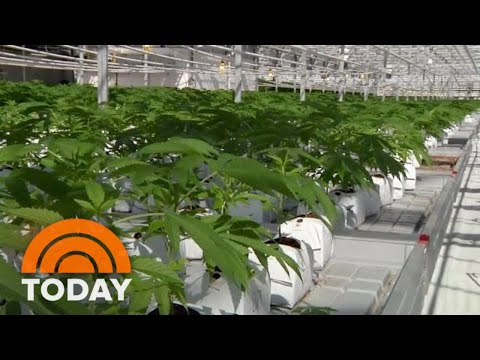 Canada Legalizes Recreational Pot: What US Tourists Must gentle Know | TODAY