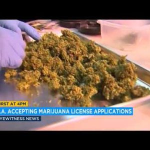 LA begins accepting license functions from marijuana growers, manufacturers | ABC7