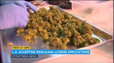 LA begins accepting license functions from marijuana growers, manufacturers | ABC7