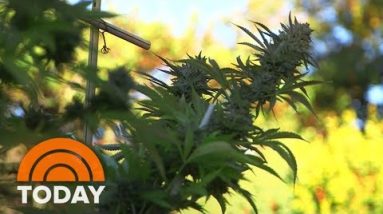 Marijuana Becomes A Elephantine Industry With Edibles | TODAY