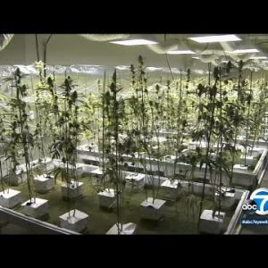 66,000 marijuana convictions to be pushed aside, Los Angeles County DA says I ABC7